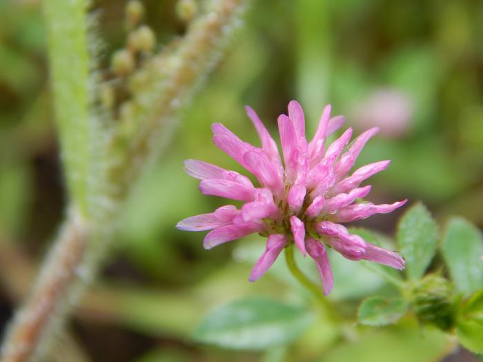 Persian Clover: Trifolium resupinatum