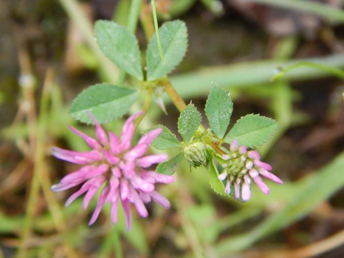 Persian Clover: Trifolium resupinatum