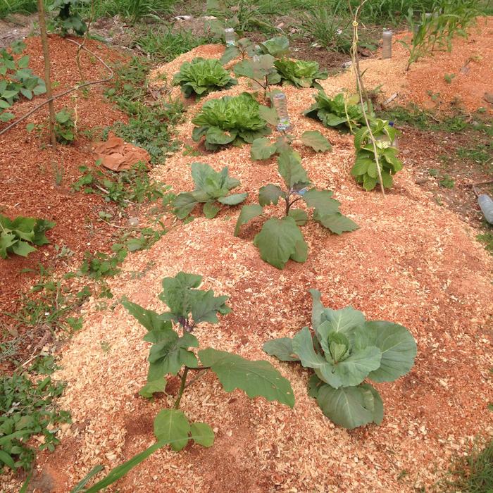 3000 square metter raised bed garden