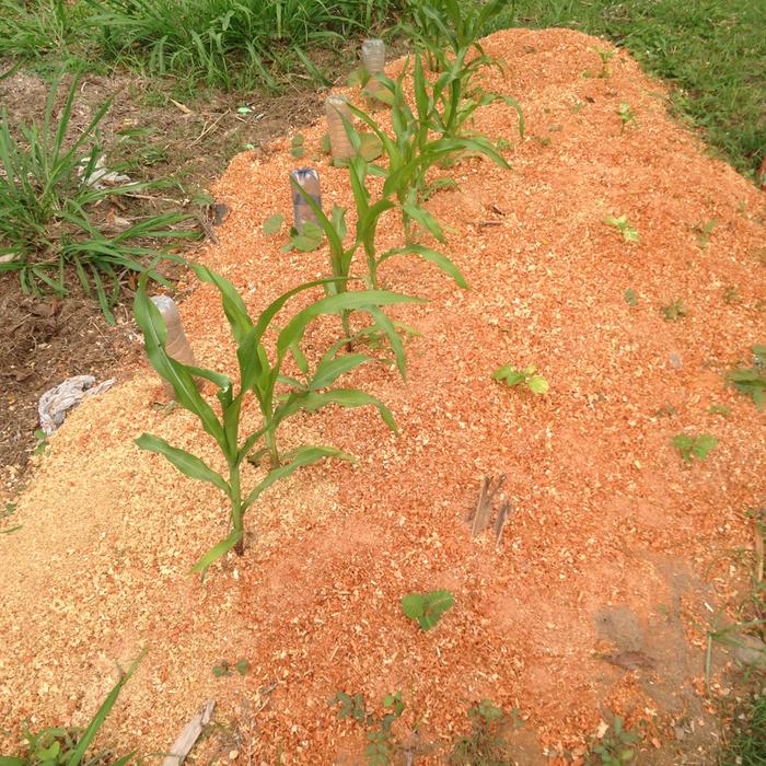 the wood chips absorbed a lot of nitrogen