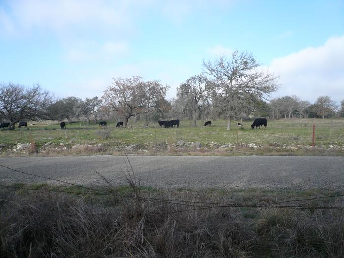 cow scape