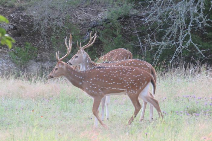 multi stag