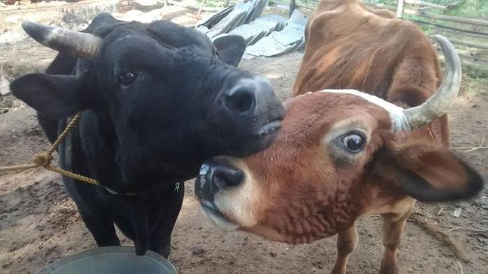 [Thumbnail for cows.jpg]