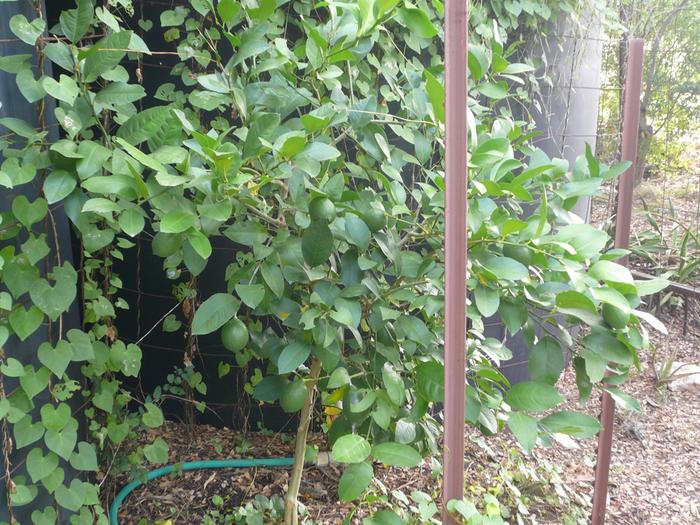 lemon tree covered in fruit