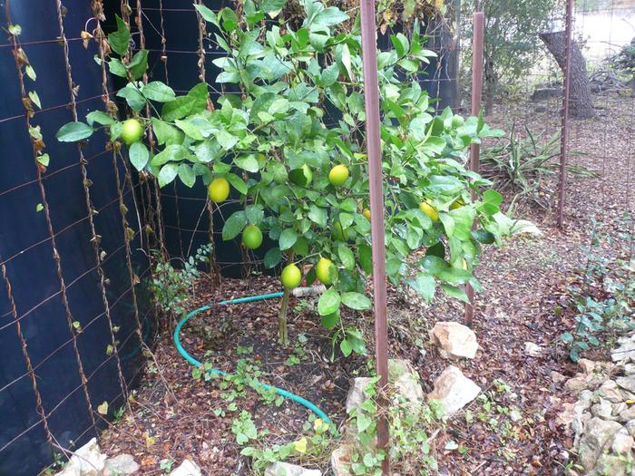 lemons ripening