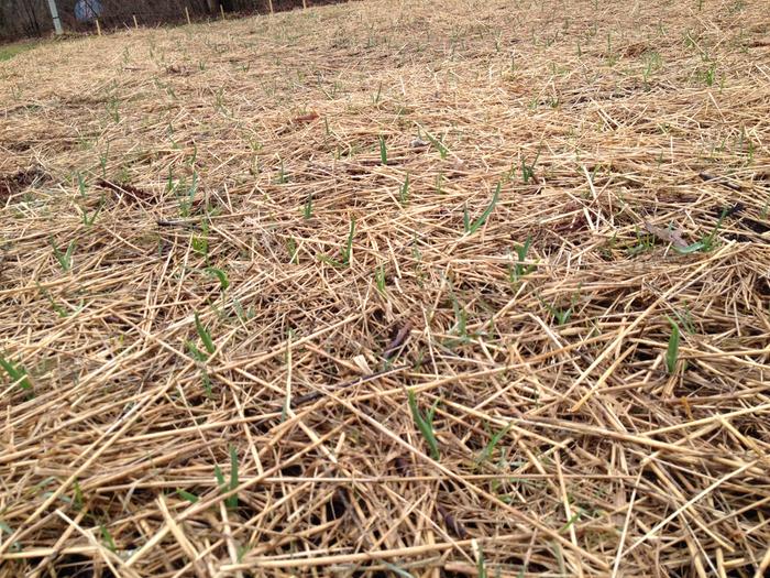 coming up through the straw