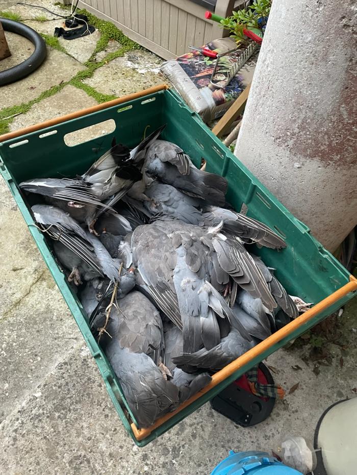 pigeons ready to be dressed