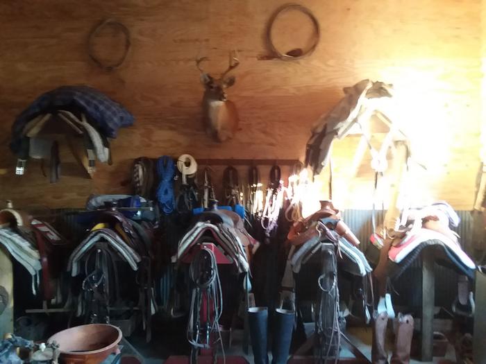 mounted deer head in tack room