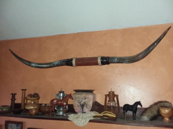 wall mounted bull's horns