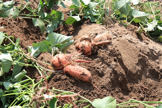 [Thumbnail for sweet-potatoes-growing-in-southern-Ontario-web.jpg]