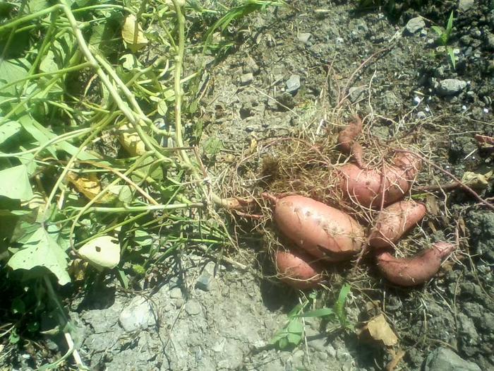 Sweet potato grown from pollinated seed