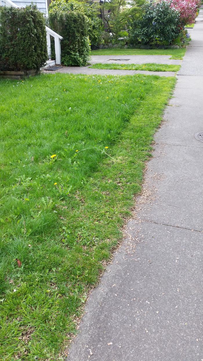 one guy cuts just a single strip along the sidewalk, leaving the rest to nature.