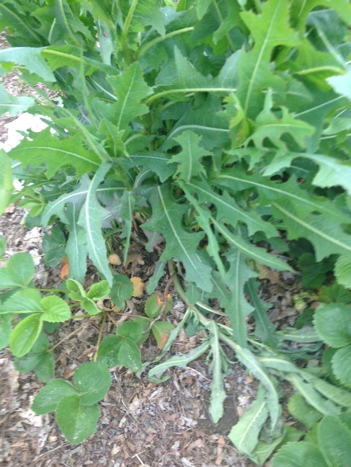 a lot of these dandelion-looking plants