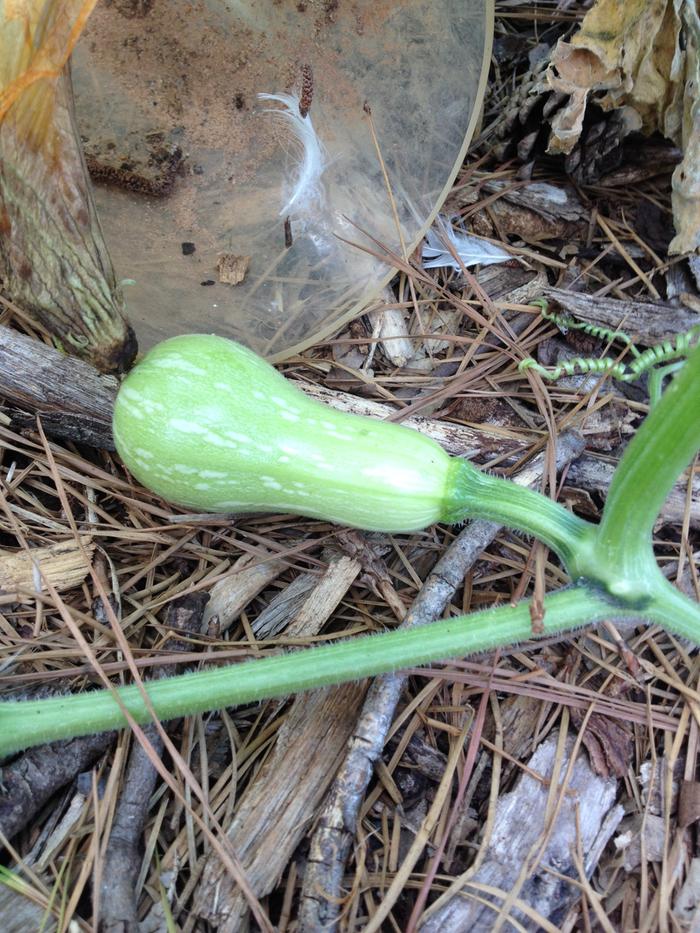 Another Little Squash!