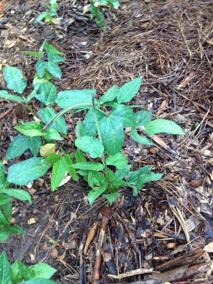 Tiny Goji Berry!