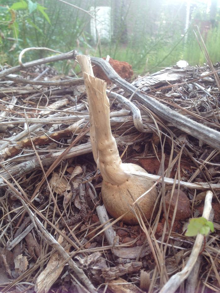 Icicle Radish