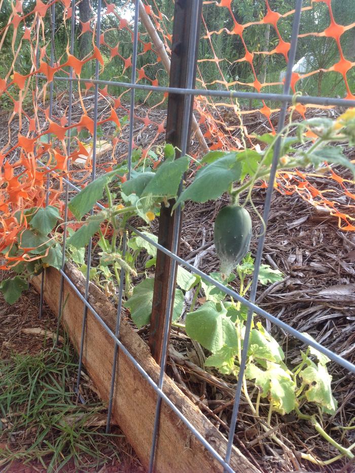 Tiny Cuke