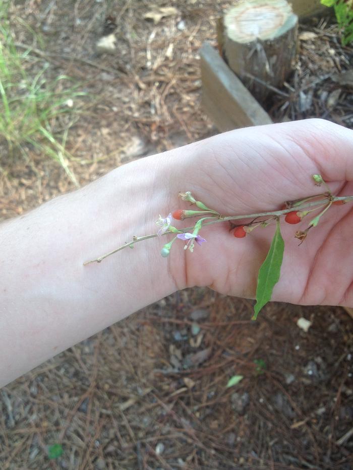 Goji Berries