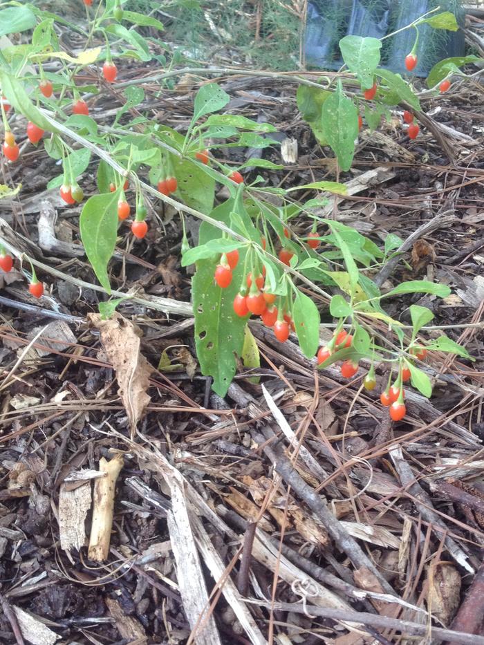 Goji Berries