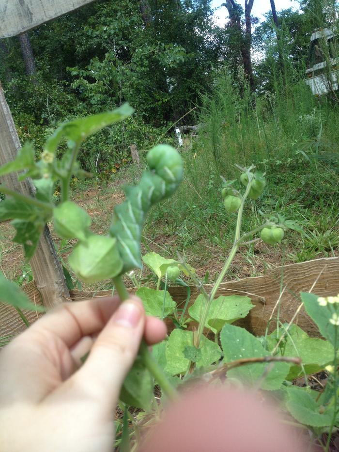 Juicy Caterpillar on Ground Cherr