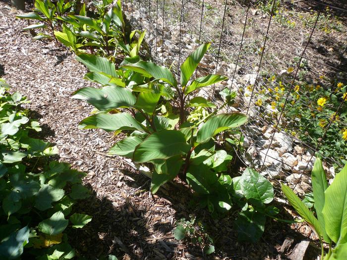 growing canna edulis