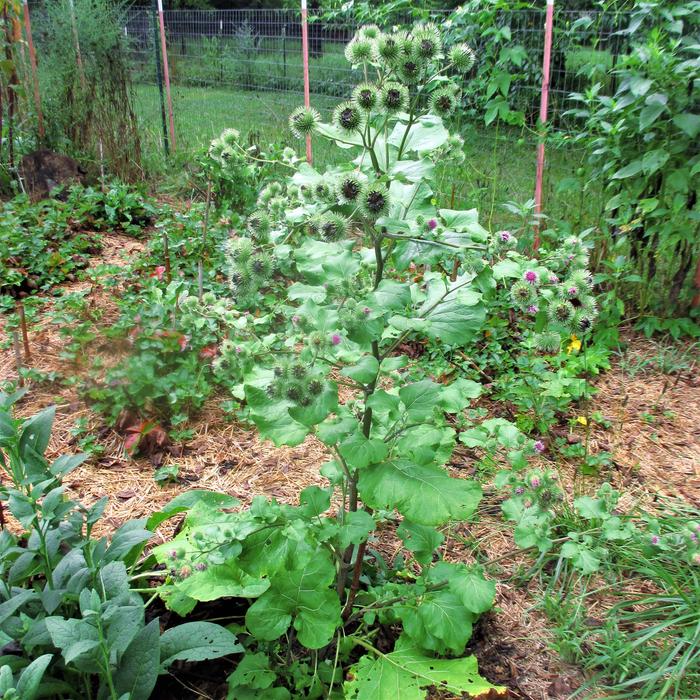 Arctium lappa greater burdock