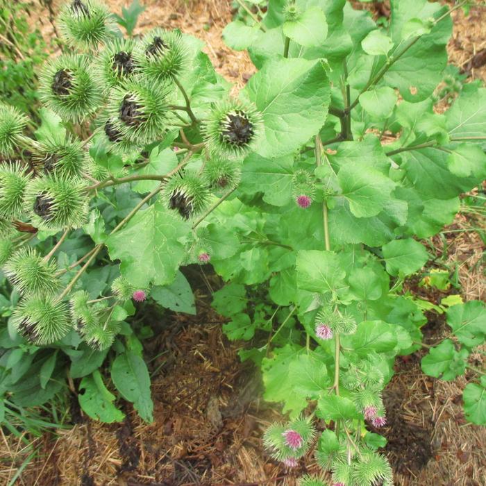 Arctium lappa greater burdock