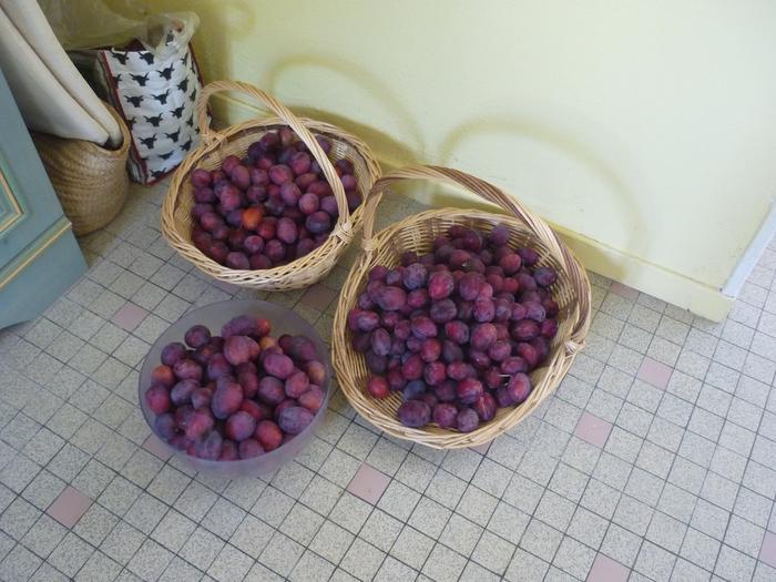 plum harvest