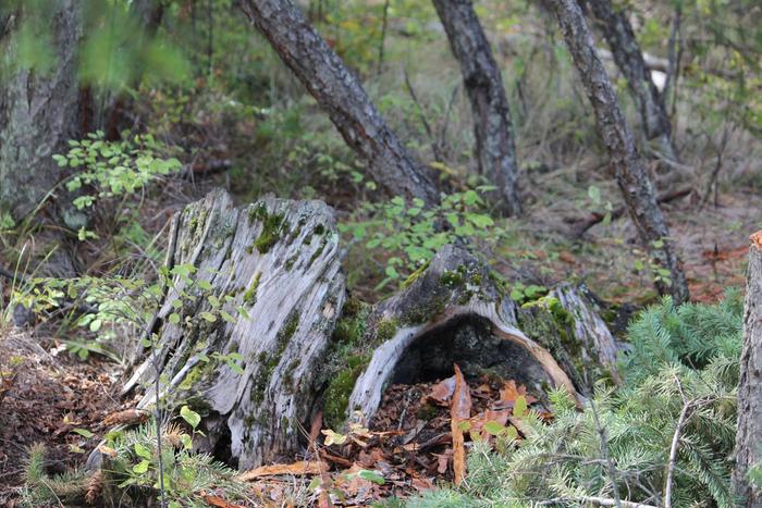 [Thumbnail for My-favorite-spots-on-the-plot-have-aged-stumps-covered-in-lichens-looking-forward-to-creating-gathering-spots-and-improved-paths..JPG]