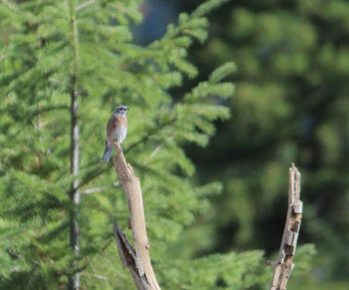 [Thumbnail for Mountain-bluebird-collecting-the-mullien-seeds-just-planted.jpg]