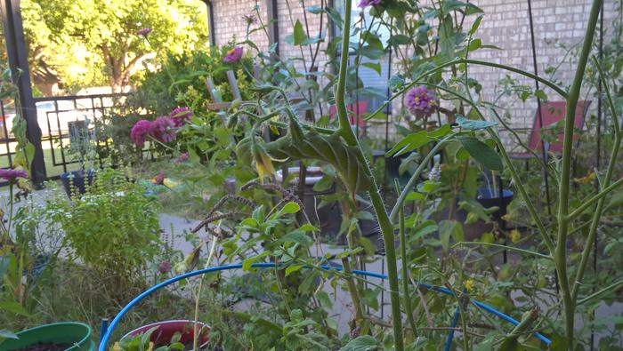 basil, paw paw seeds in buckets, and zinnias