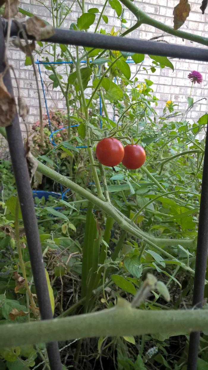 didn't have a huge amount, but the tomatoes were yummy