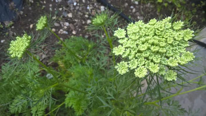 Didn't harvest a carrot plant, so that I could get some seed