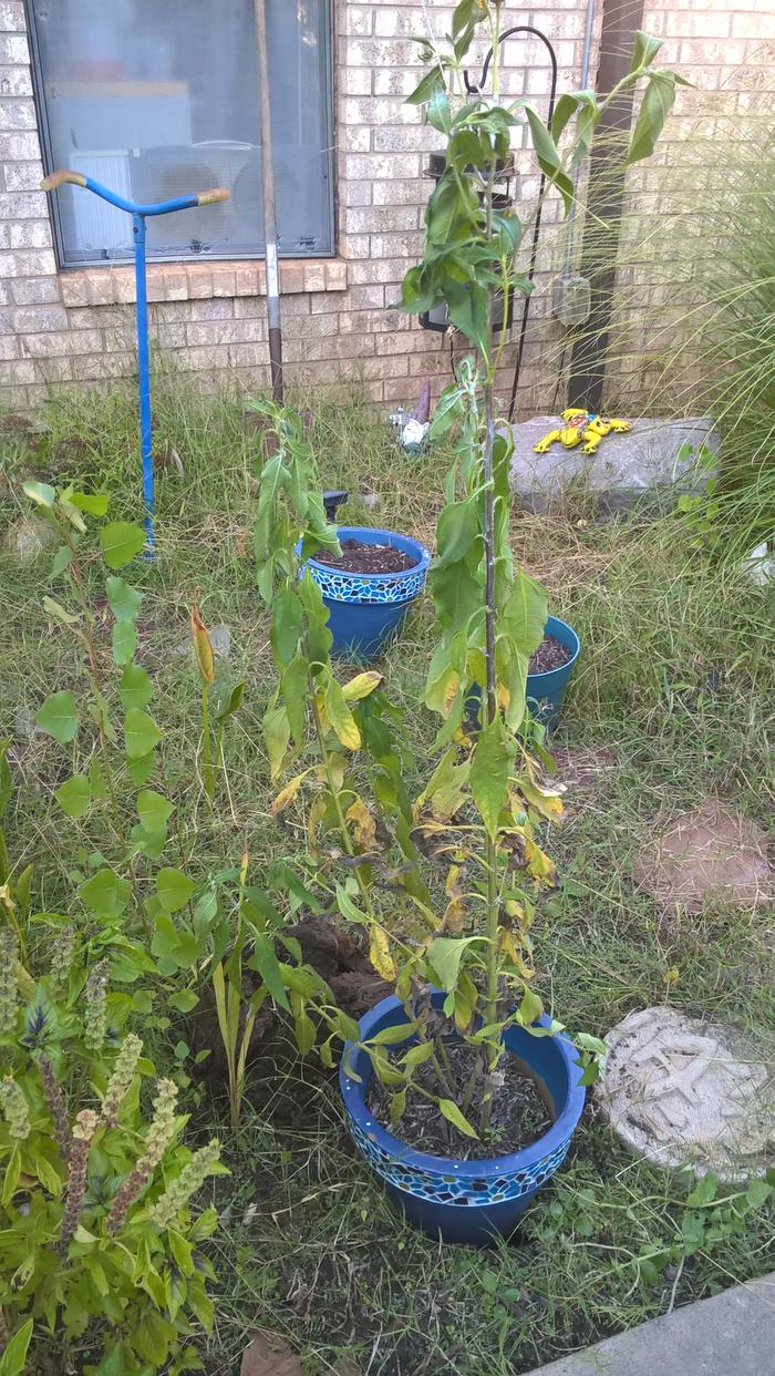 grew sunchokes on a bucket because everyone said they go wild. I'm not sure if I care