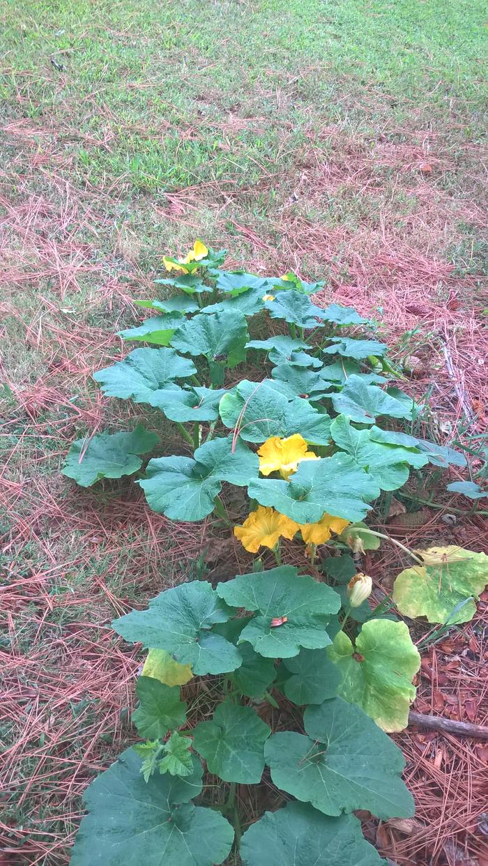 zucchini that i didn't plant