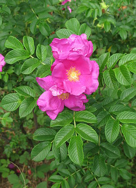 [Thumbnail for Rosa-rugosa-alba.PNG]