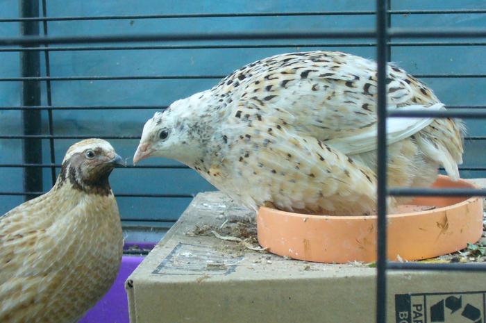 My beautiful hen Carmela, and her husband, Tony.