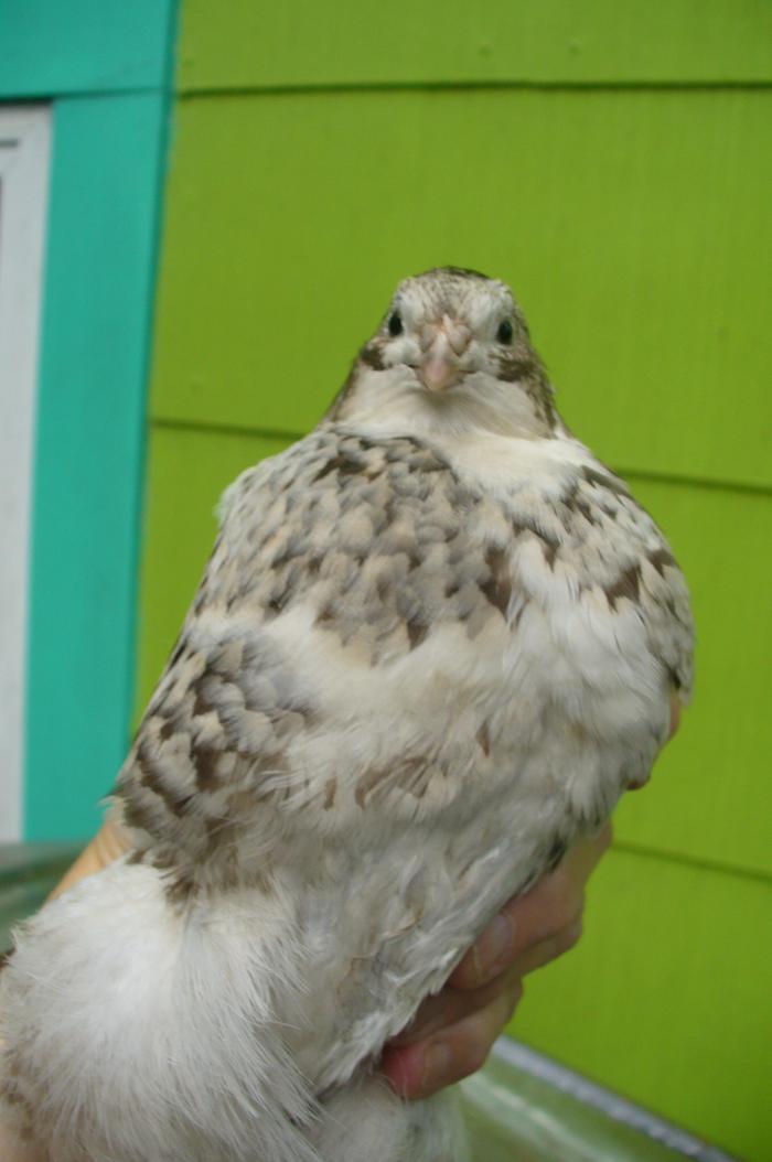 Tiny, pansy fee hen.