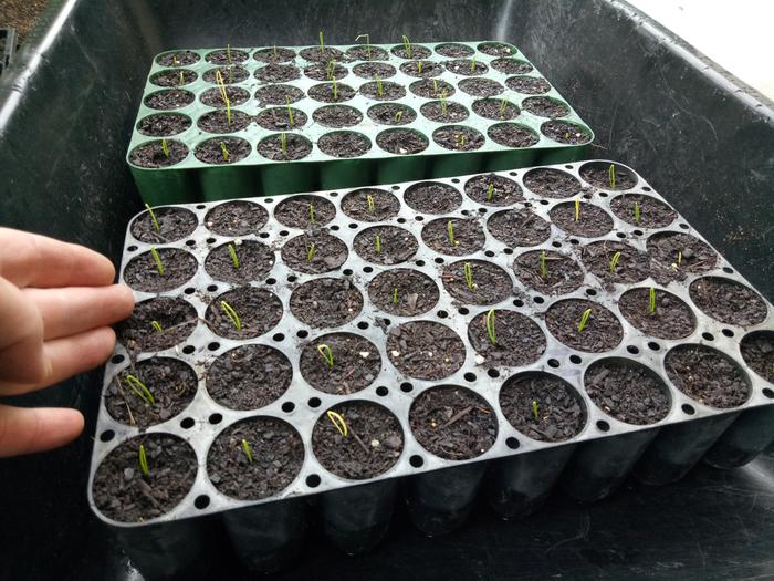 &amp;amp;amp;#91;potato-onion-seedlings.jpg&amp;amp;amp;#93;