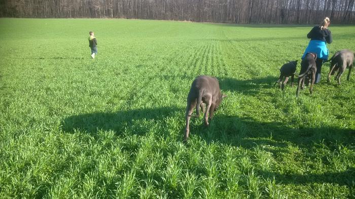 rye seeding