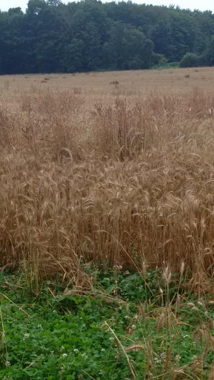 Field 2 weeks before harvest