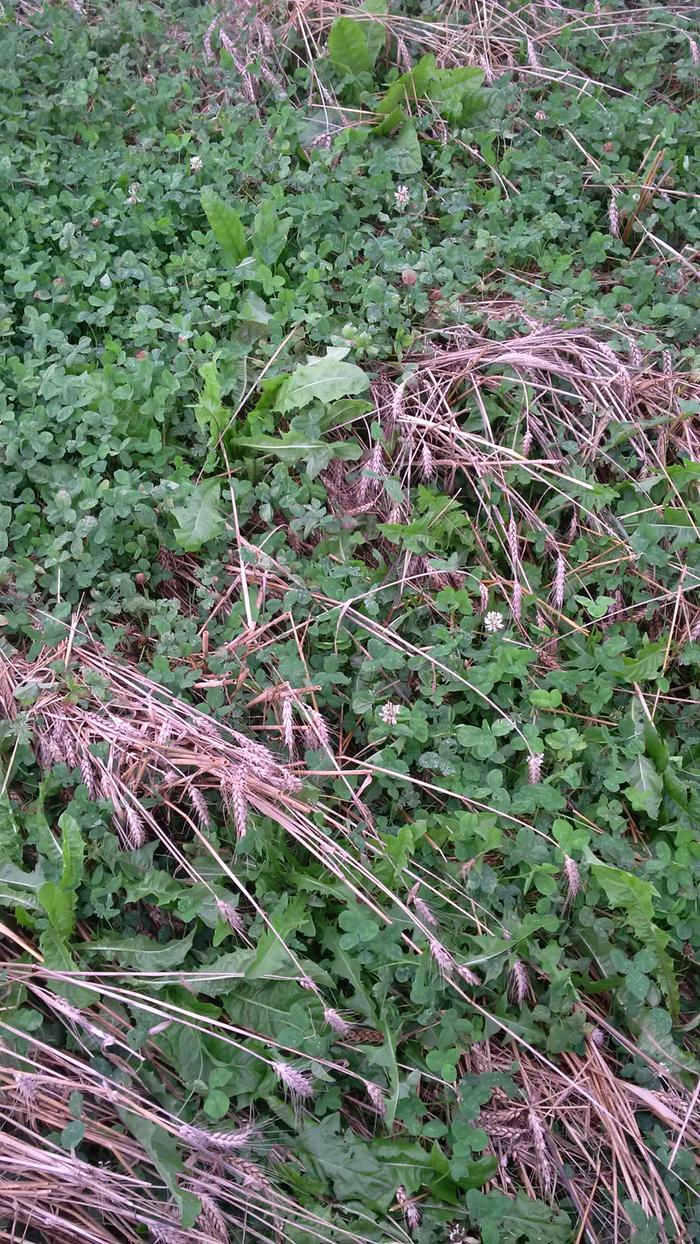 wheat going down , falling over, and being eaten by the white clover