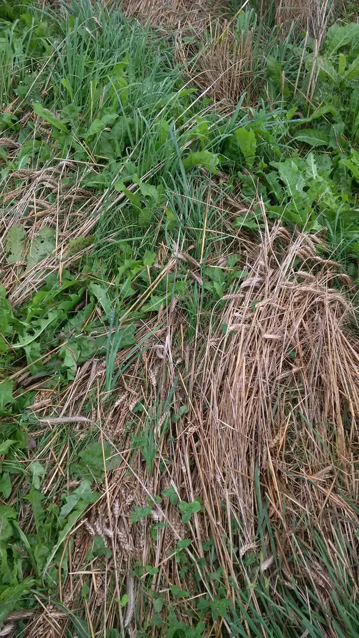 wheat falling over