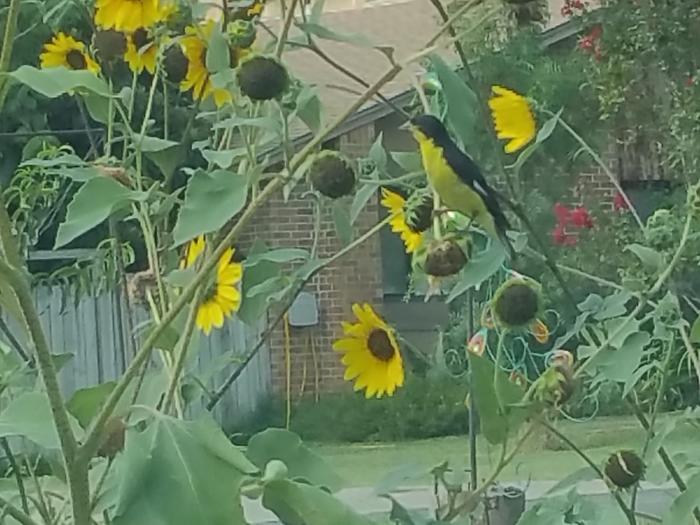 the wild sunflowers to grow where ever they're not in the way