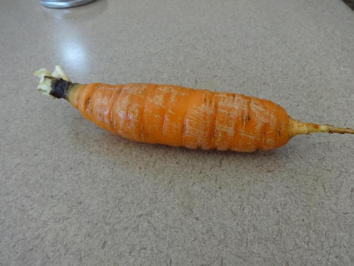 [Thumbnail for Root-cellar-carrot-discoloration.jpg]