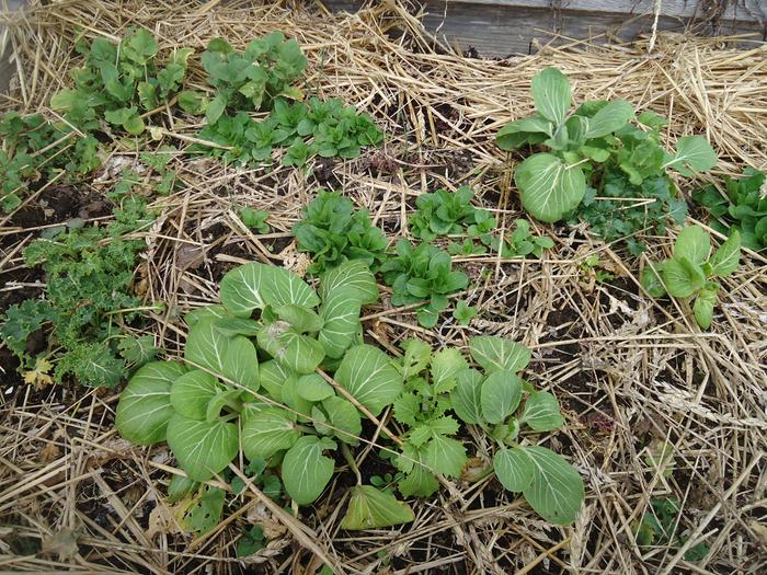 [Thumbnail for tatsoi-kale-survived-under-collapsed-coldframe.jpg]