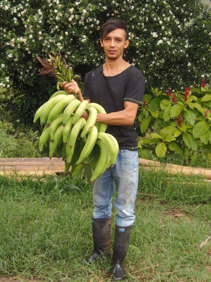 [Thumbnail for plantain.JPG]