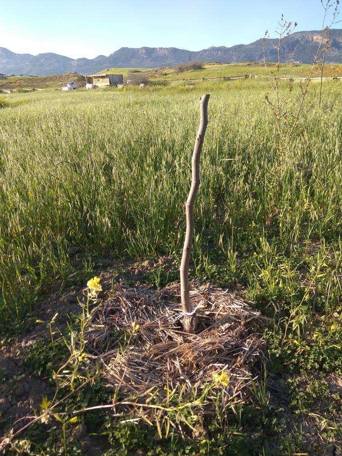 the cut tree I planted