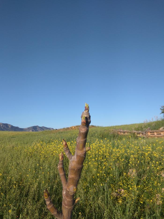 closeup of buds