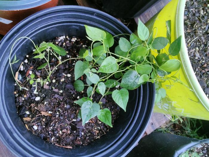 hopniss Seedlings from mixed group of forage varieties